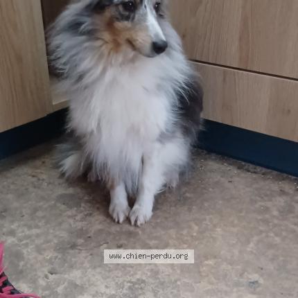 Photo 1/1 Chien retrouvé Perdu à St Michel L Observatoire