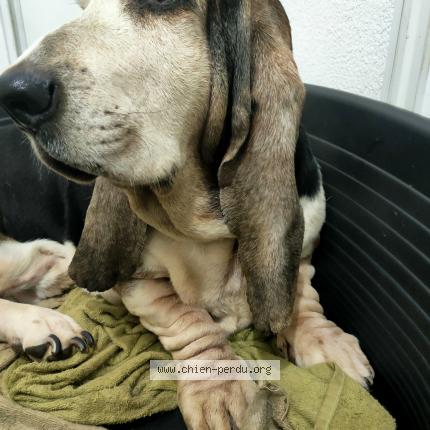Photo 1/1 Chien retrouvé Perdu à Beziers