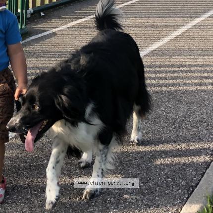 Photo 1/1 Chien retrouvé Perdu à Saint Felix