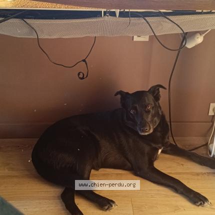 Photo de chien perdu à Pezenas