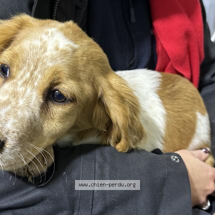 Photo 1/1 Chien retrouvé Trouvé à Villecresnes