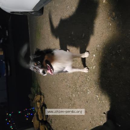 Photo de chien trouvé à Saint Renan