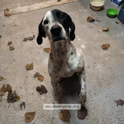 Photo de chien trouvé à Cherves