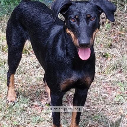 Photo de chien perdu à Bouloc