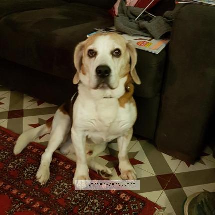 Photo de chien perdu à La Rochelle