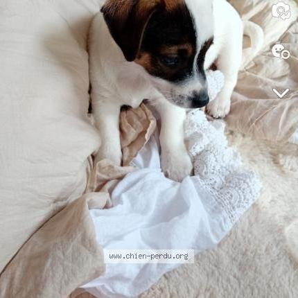 Photo de chien perdu à Pessac