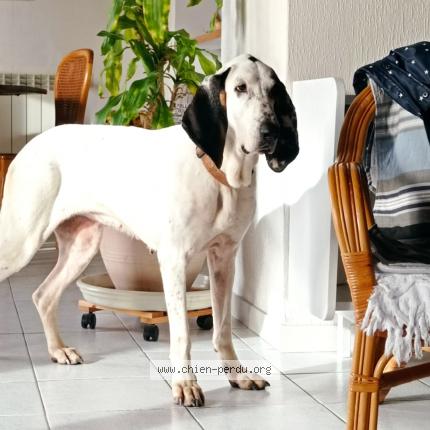 Photo de chien perdu à Tallende