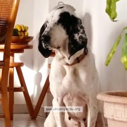 Photo 2/2 Chien retrouvé Perdu à Tallende