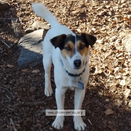 Photo de chien perdu à Saint Etienne