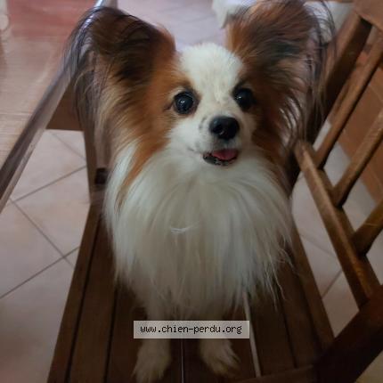 Photo de chien perdu à Saint Piat