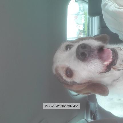 Photo de chien trouvé à Coullons 45720