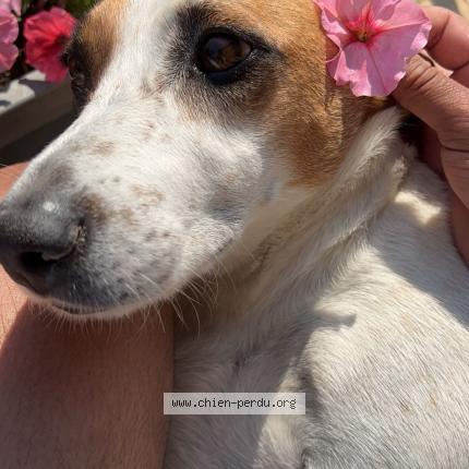 Photo de chien perdu à Beziers