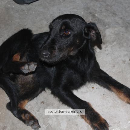 Photo de chien trouvé à Barguelonne En Quercy 46