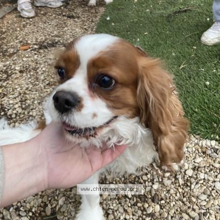 Photo de chien trouvé à Meaux