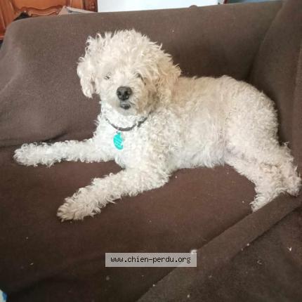 Photo de chien perdu à Ambares Et Lagrave