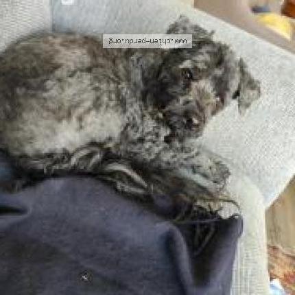 Photo de chien perdu à Rennes