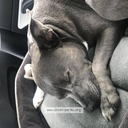 Photo de chien perdu à Aime