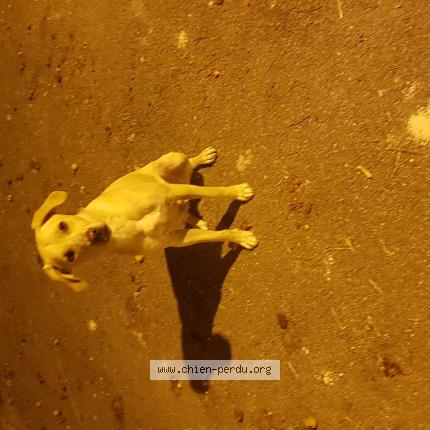 Photo de chien perdu à Perpignan