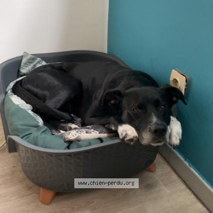Photo de chien perdu à La Salvetat Saint Gilles
