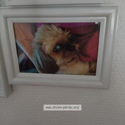 Photo 1/1 Chien retrouvé Perdu à Bagneux