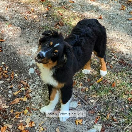 Photo 1/2 Chien retrouvé Perdu à Auriac Du Perigord