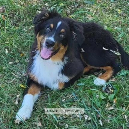 Photo 2/2 Chien retrouvé Perdu à Auriac Du Perigord