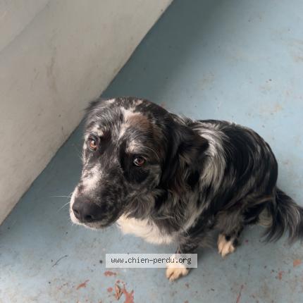 Photo de chien perdu à La Rochelle