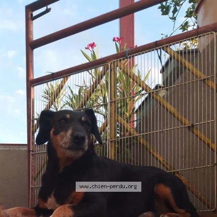 Photo 1/1 Chien retrouvé Perdu à Ruille Sur Loir