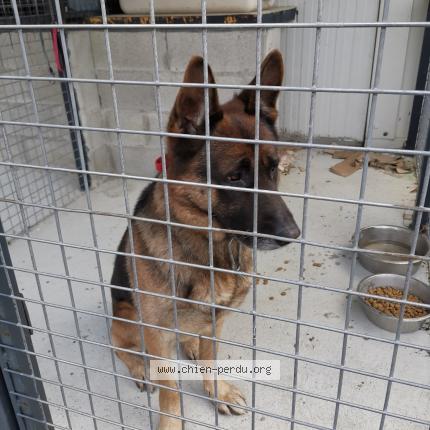 Photo de chien trouvé à Saint Etienne De Tulmont