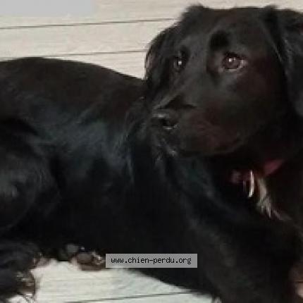 Photo de chien perdu à Teillay