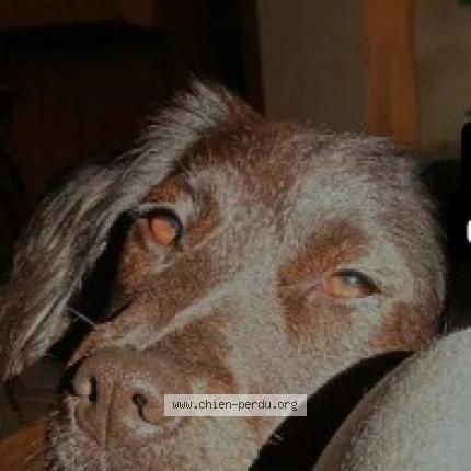 Photo 2/2 Chien retrouvé Perdu à Teillay