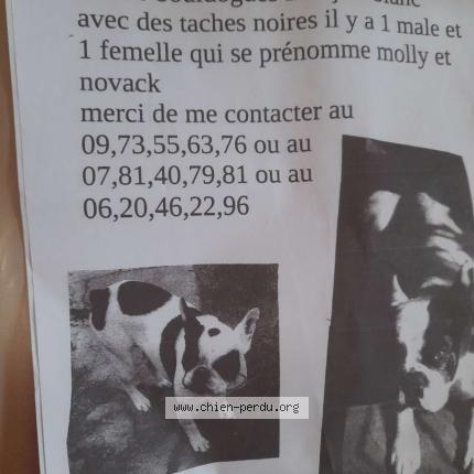 Photo 1/1 Chien retrouvé Perdu à Semblecay