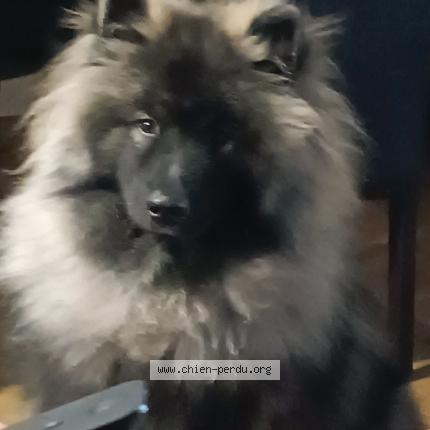 Photo de chien perdu à Bouee