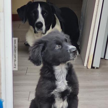 Photo de chien perdu à Marseille