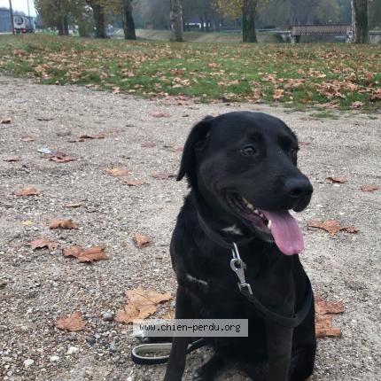 Photo de chien perdu à Montcorbon