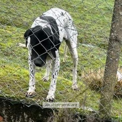 Photo de chien perdu à Montpon Menesterol
