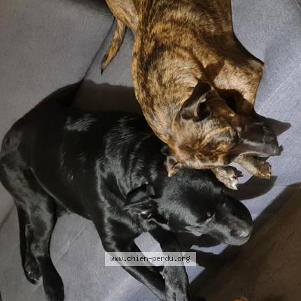 Photo de chien perdu à Lons Le Saunier