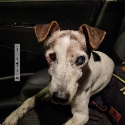 Photo de chien trouvé à Laventie