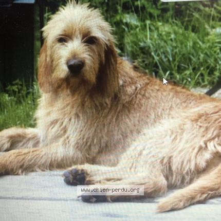 Photo de chien perdu à Le Haut Corlay