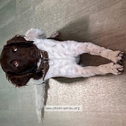 Photo de chien perdu à Les Essarts Le Vicomte