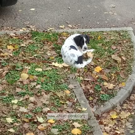 Photo 1/1 Chien retrouvé Perdu à Villeurbanne