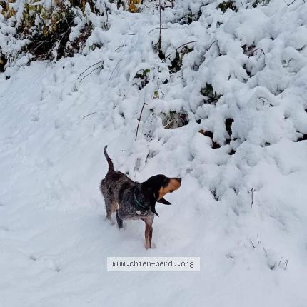Photo 1/1 Chien retrouvé Perdu à Les Contamines Montjoie