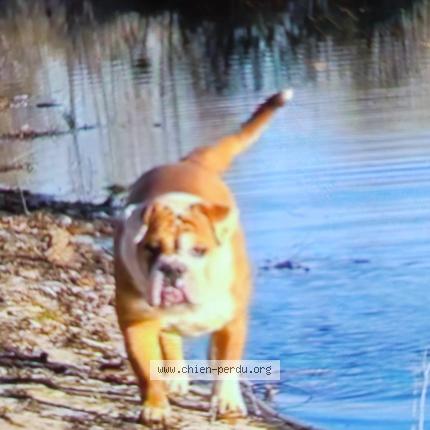 Photo 1/1 Chien retrouvé Perdu à Lodeve