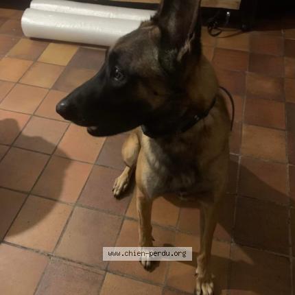 Photo 1/1 Chien retrouvé Perdu à Rive De Gier