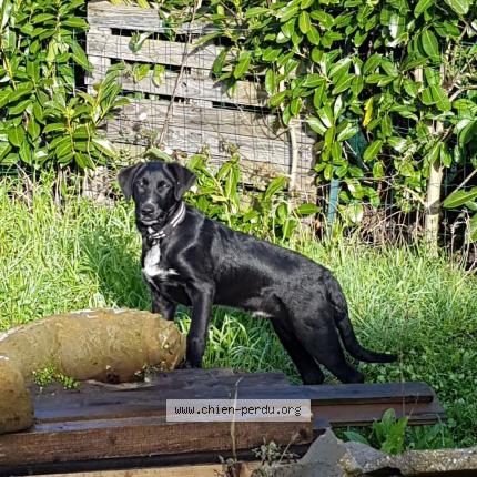 Photo 1/1 Billy Chien perdu à St georges des gardes