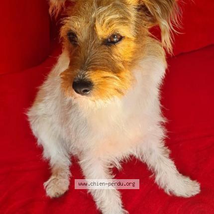 Photo 1/1 Chien retrouvé Perdu à Paris