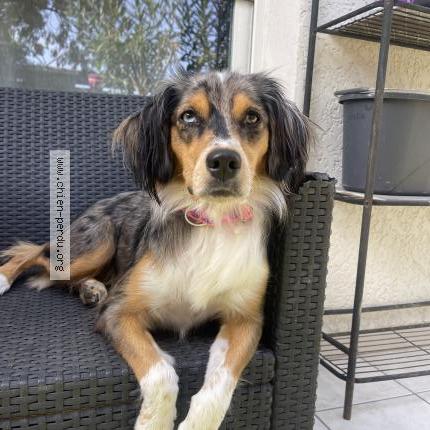 Photo de chien perdu à Perpignan