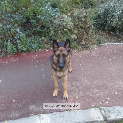 Photo de chien perdu à Cachan