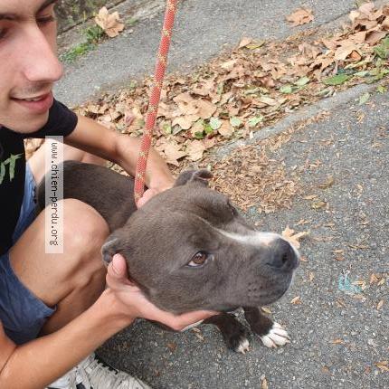 Photo 1/2 Chien retrouvé Perdu à Rieux Volvestre