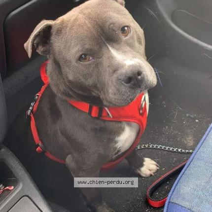 Photo 2/2 Chien retrouvé Perdu à Rieux Volvestre